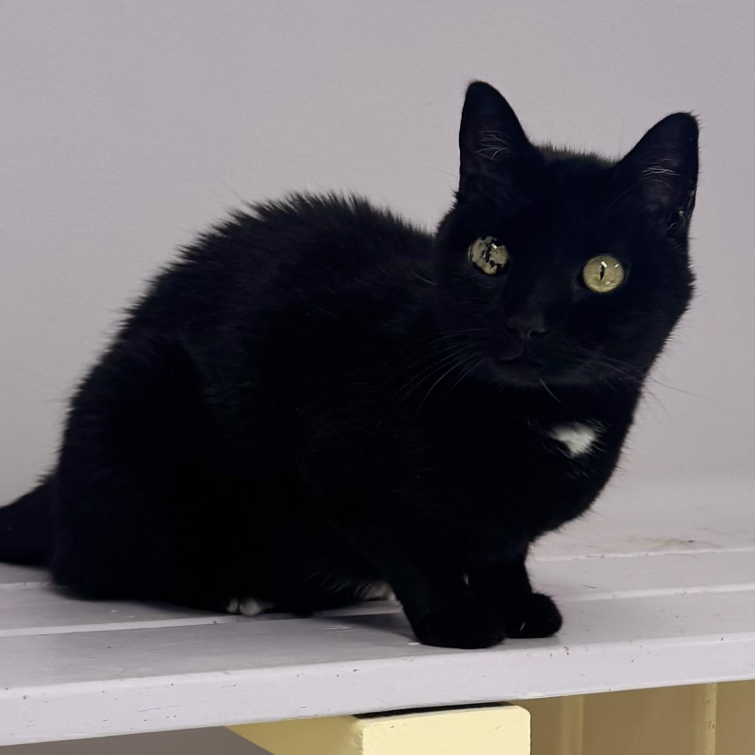 Blackie, a Adoptable Domestic Short Hair in East Northport, NY image 2/4