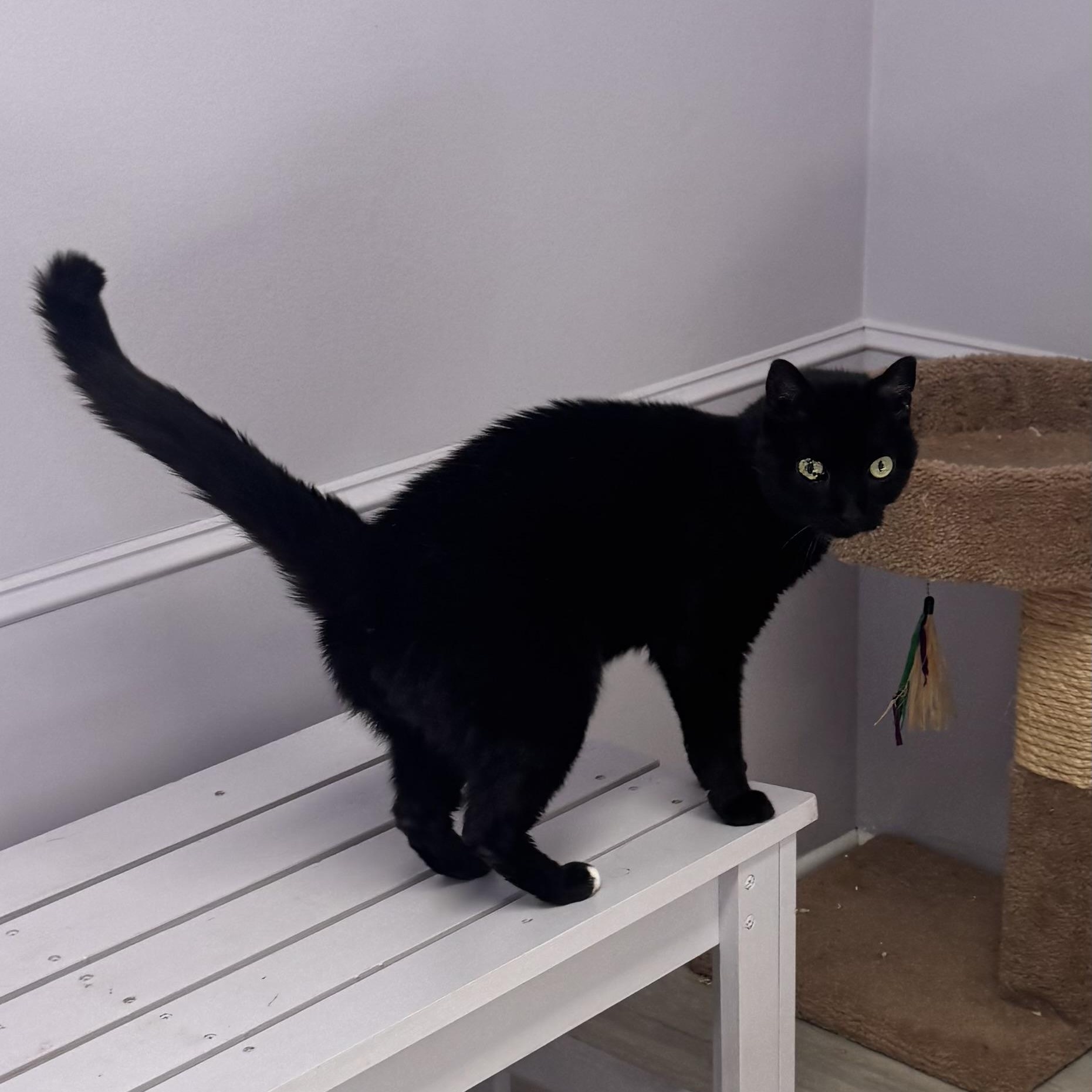 Blackie, a Adoptable Domestic Short Hair in East Northport, NY image 3/4