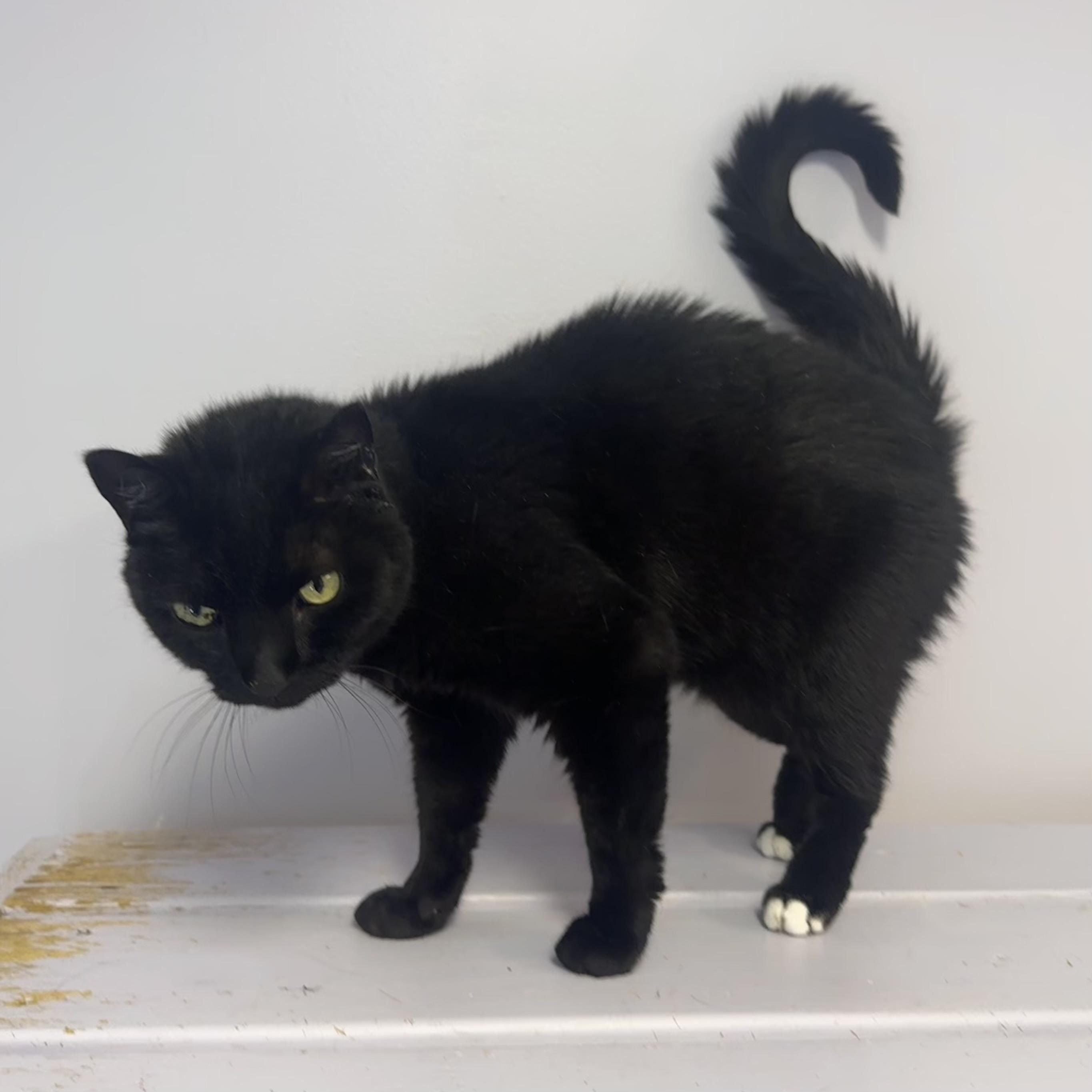 Blackie, a Adoptable Domestic Short Hair in East Northport, NY image 4/4