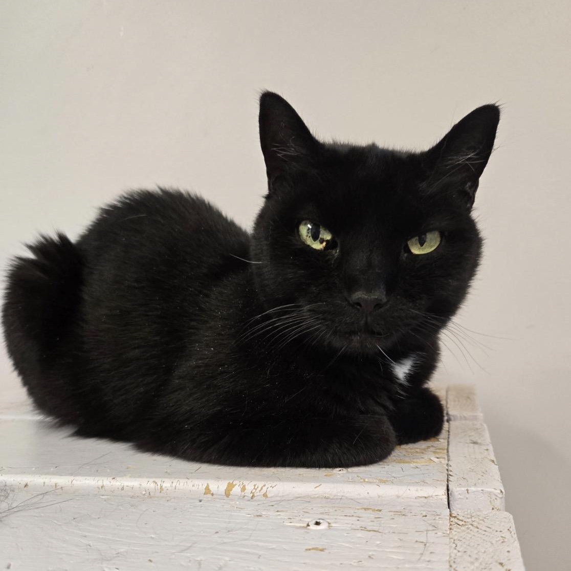 Enlarge Blackie, a Adoptable Domestic Short Hair in East Northport, NY image 1/5