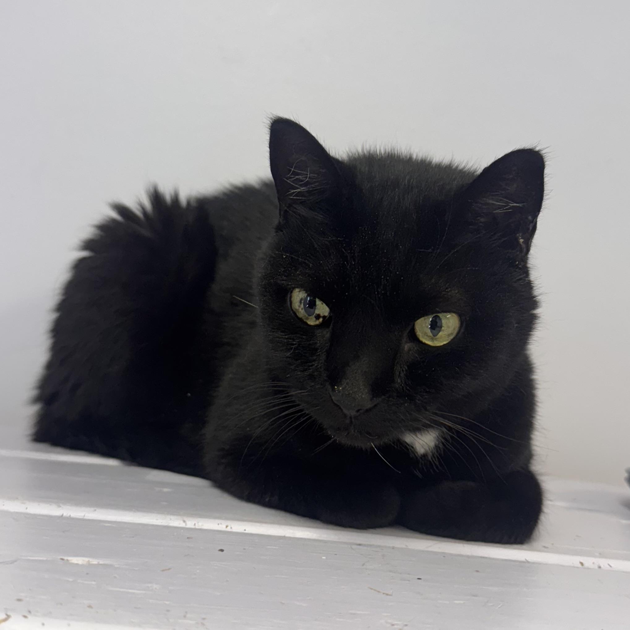 Blackie, Adoptable, Senior Male Domestic Short Hair.