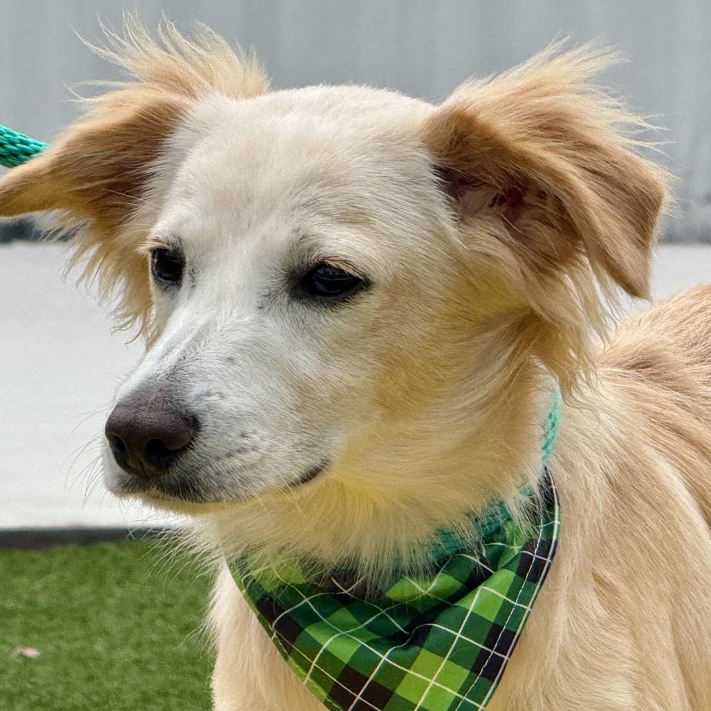 Enlarge Dexter, a Adoptable mixed breed in San Antonio, TX image 4/6