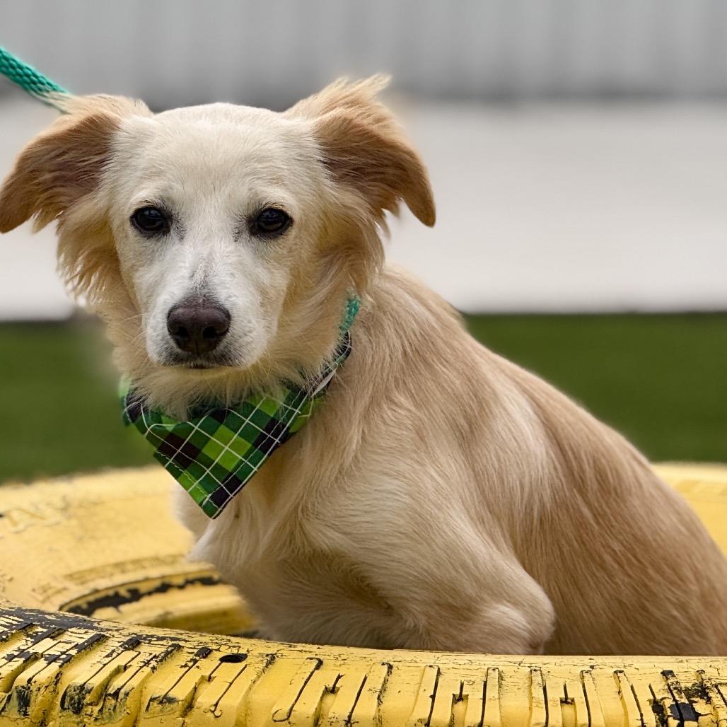 Enlarge Dexter, a Adoptable mixed breed in San Antonio, TX image 5/6