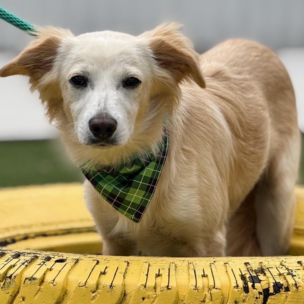 Enlarge Dexter, a Adoptable mixed breed in San Antonio, TX image 3/6