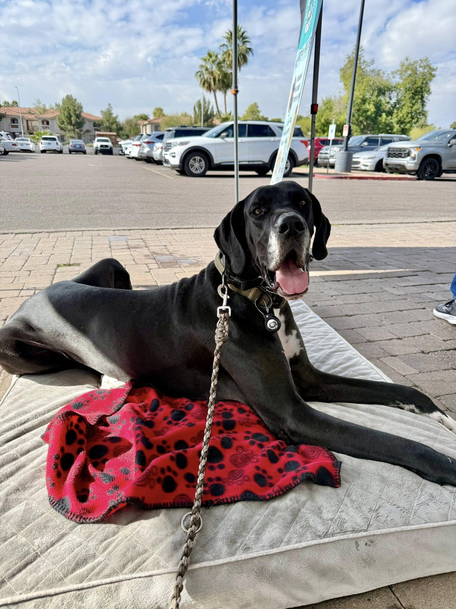 Mescal, a Adoptable Great Dane in Mesa, AZ image 1/4