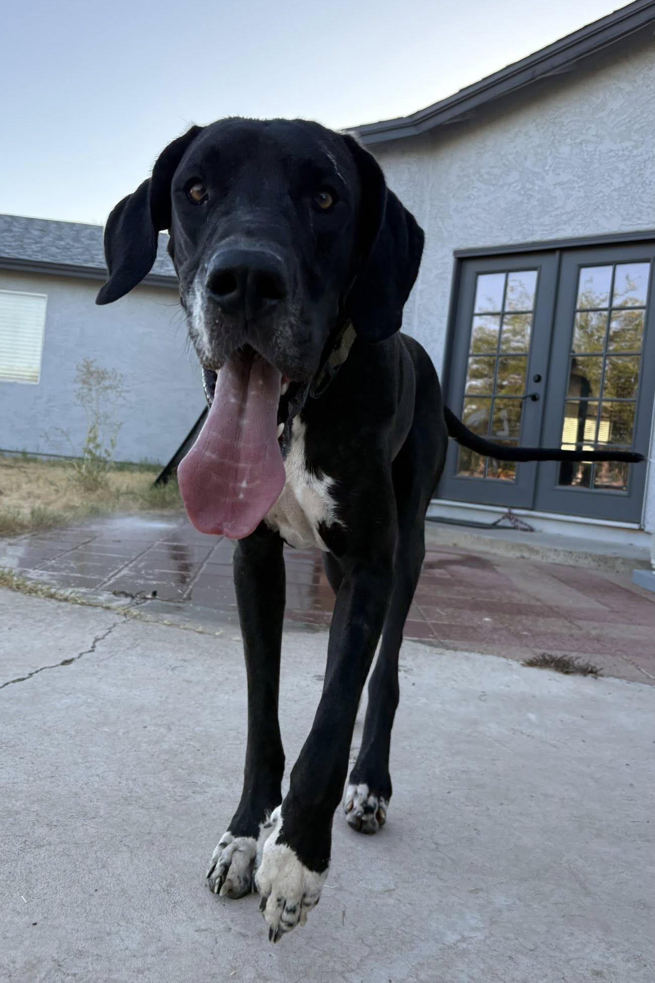 Mescal, a Adoptable Great Dane in Mesa, AZ image 2/4