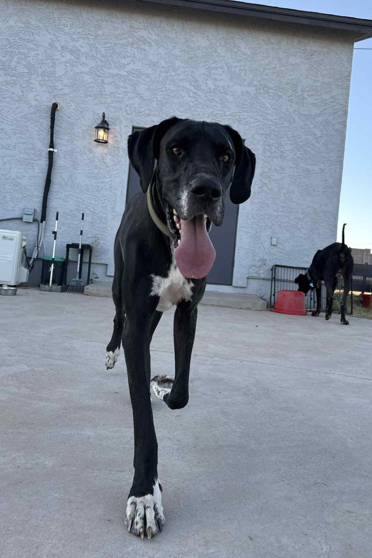 Mescal, a Adoptable Great Dane in Mesa, AZ image 3/4