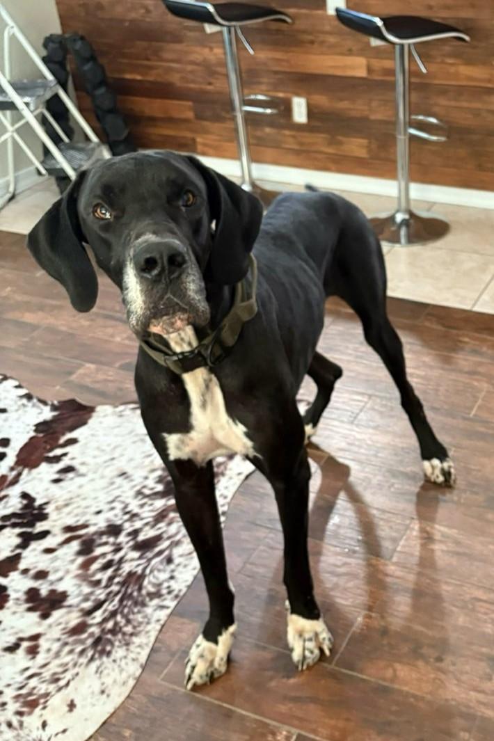 Mescal, a Adoptable Great Dane in Mesa, AZ image 4/4