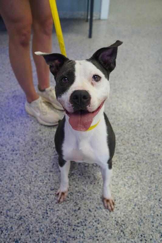 Enlarge Betsy, a Adoptable Mixed Breed in Miami, FL image 1/1