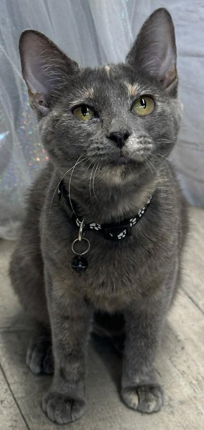 Sylvia, Adoptable, Young Female Domestic Short Hair & Domestic Short Hair.