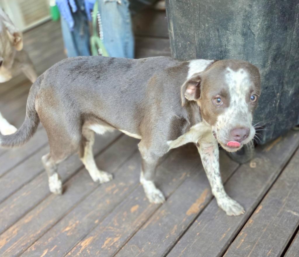 Gabe, Adoptable, Young Male Pointer.