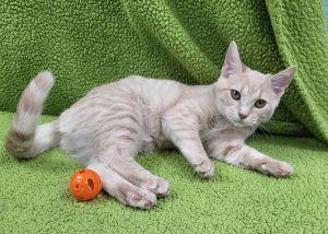 Cocoa, ADOPTABLE, Young Female Domestic Short Hair.