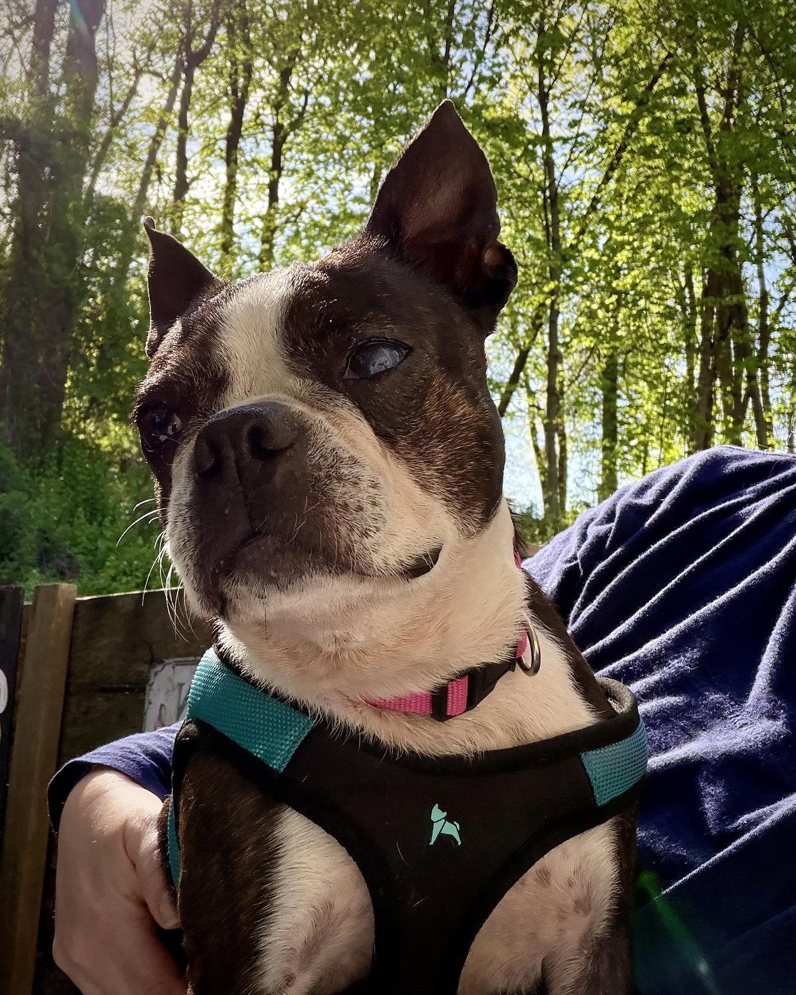 Sadie, Adoptable, Adult Female Boston Terrier.