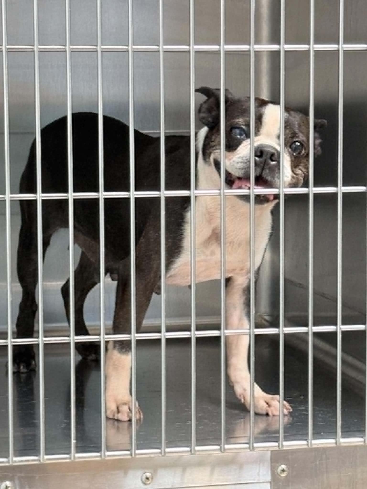 Enlarge Sadie, a Adoptable Boston Terrier in Monticello, NY image 2/2