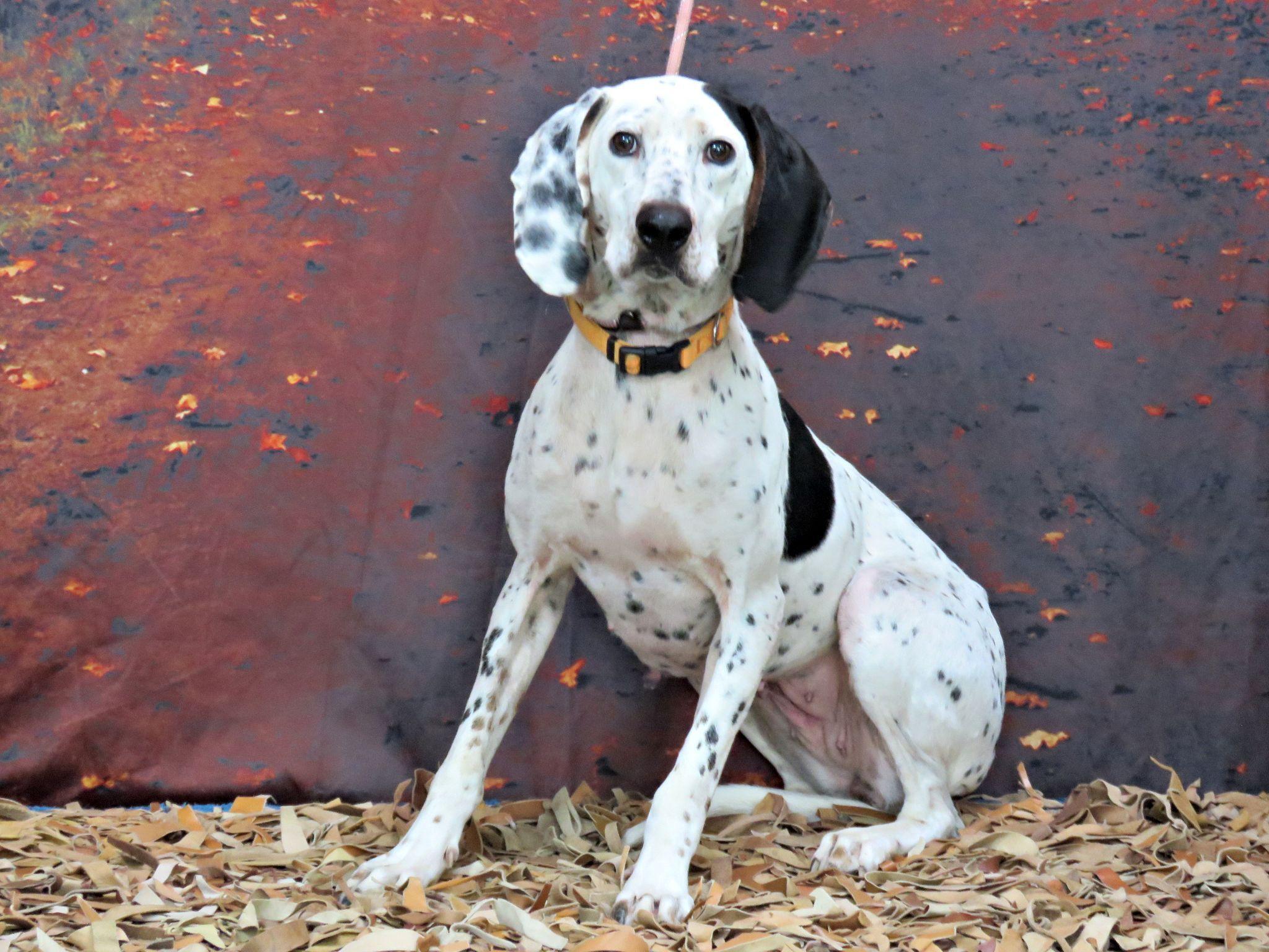 Beverly, Adoptable, Adult Female Bluetick Coonhound.