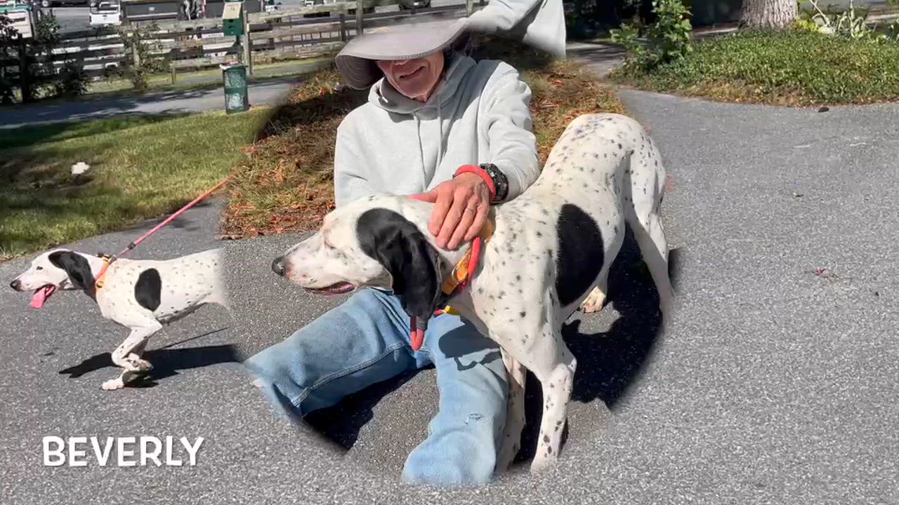 Enlarge Beverly, a Adoptable mixed breed in Lexington, VA video 2/2