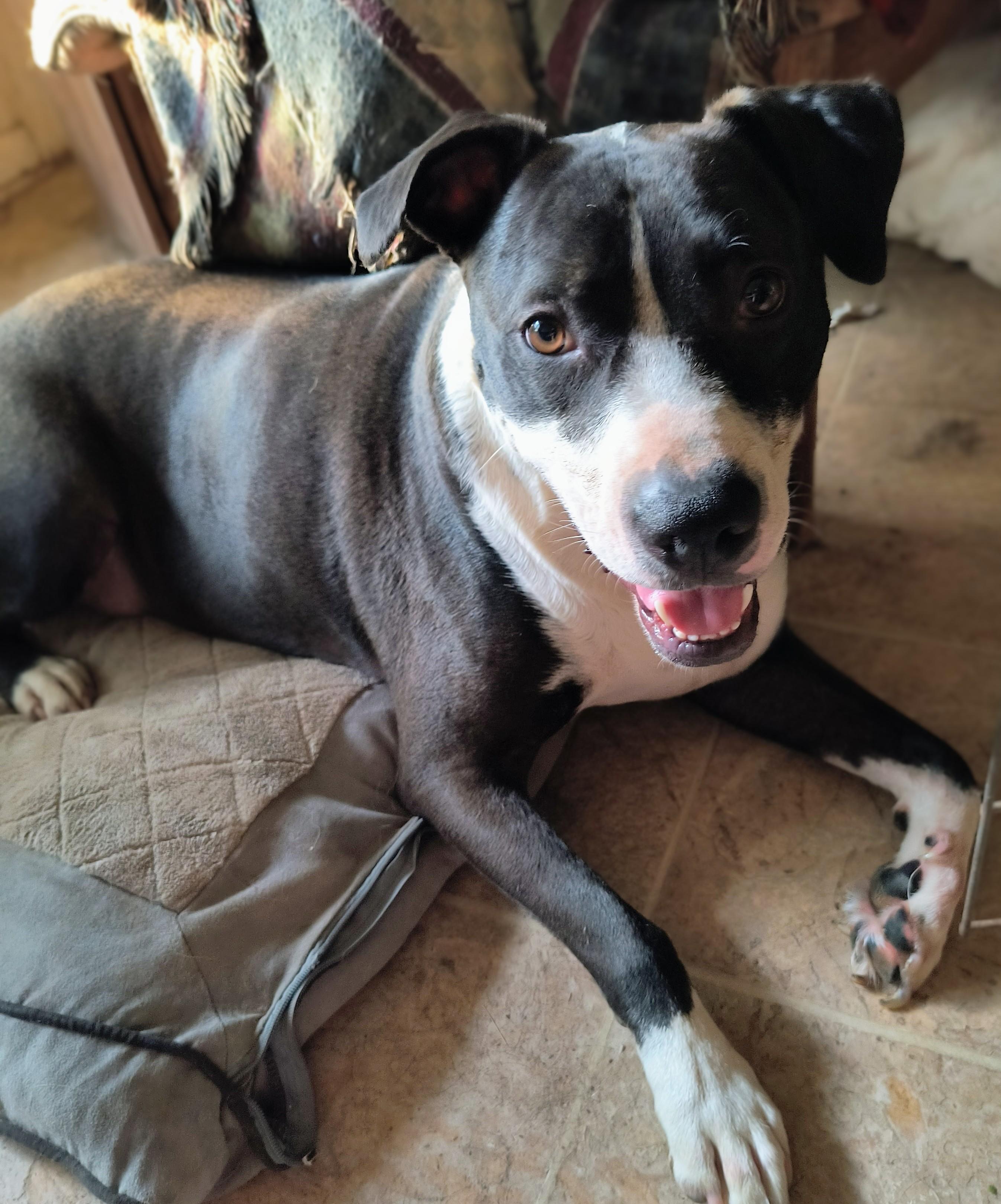Preston, Adoptable, Adult Male English Pointer & Terrier.