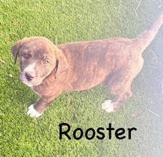 Enlarge Rooster, an adopted mixed breed in Mount Juliet, TN image 4/4