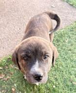 Enlarge Rooster, an adopted mixed breed in Mount Juliet, TN image 3/4