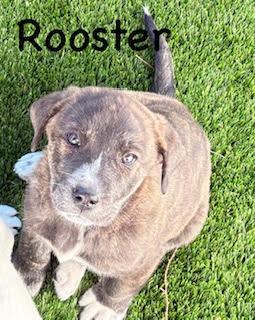 Enlarge Rooster, an adopted mixed breed in Mount Juliet, TN image 1/4