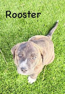 Enlarge Rooster, an adopted mixed breed in Mount Juliet, TN image 2/4