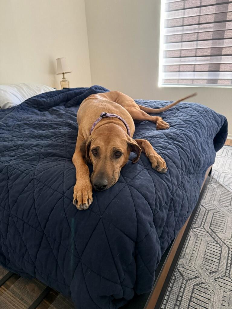 Enlarge MALLORY, a ADOPTABLE Rhodesian Ridgeback in Oroville , CA image 2/3