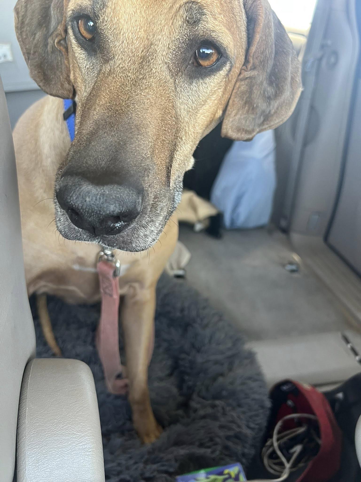 Enlarge MALLORY, a ADOPTABLE Rhodesian Ridgeback in Oroville , CA image 3/3