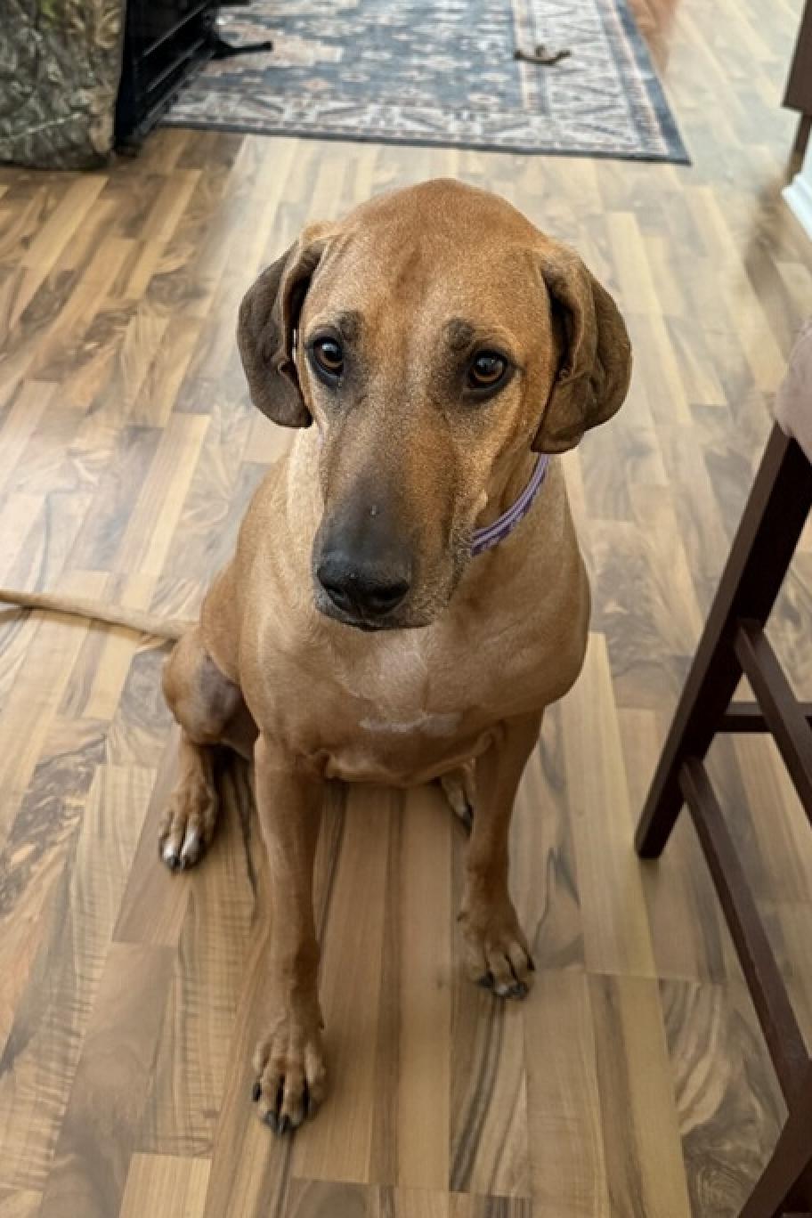 Enlarge MALLORY, a ADOPTABLE Rhodesian Ridgeback in Oroville , CA image 1/3