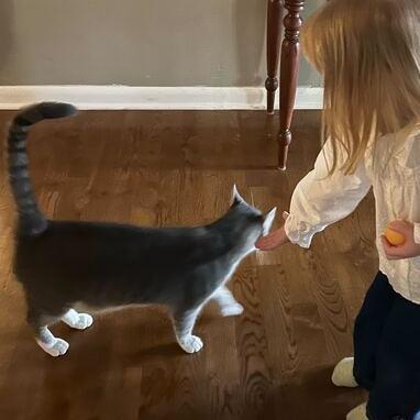 Theo (Timothy), Adoptable, Adult Male Domestic Short Hair.