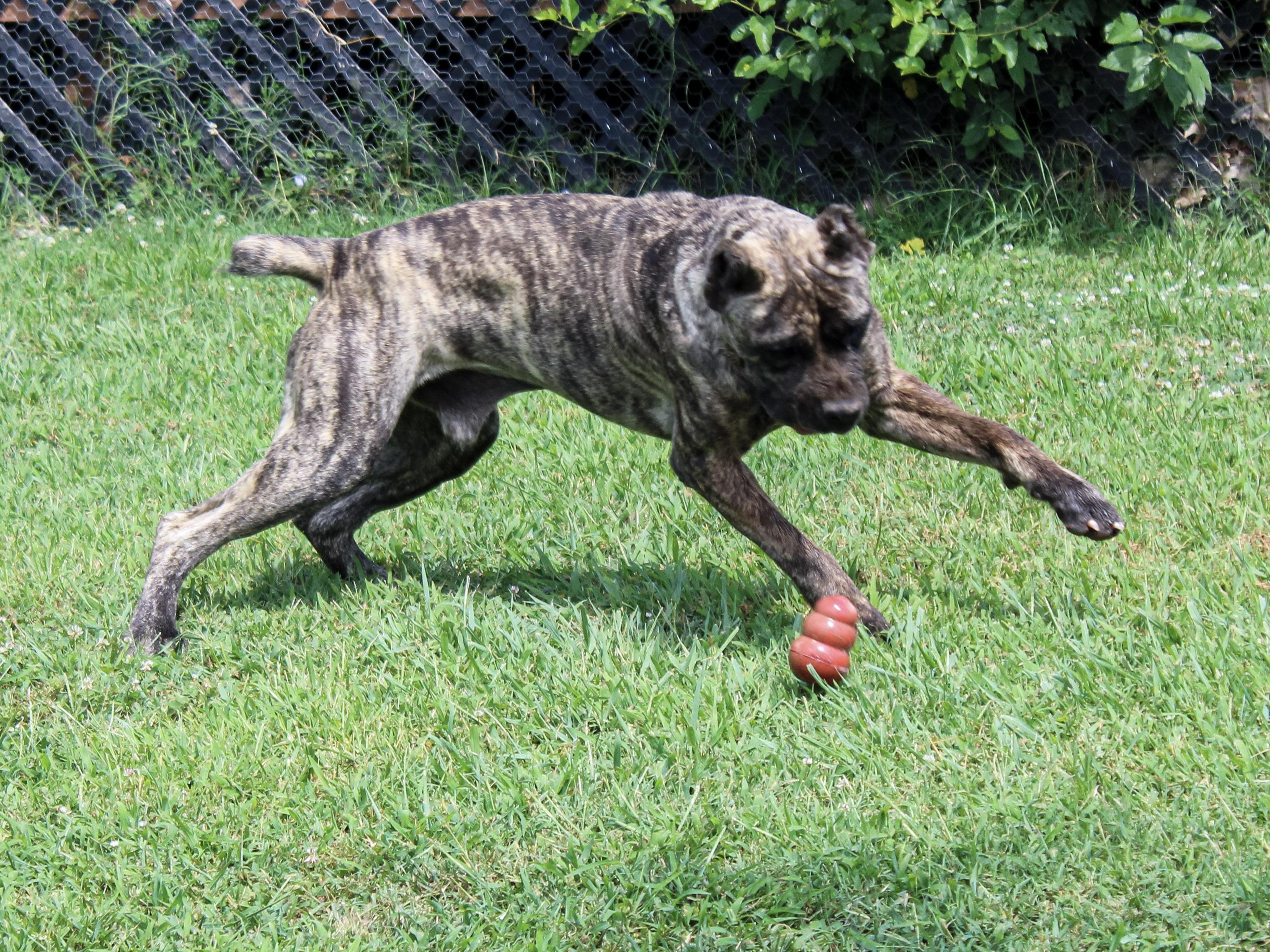 Maverick, Adoptable, Adult Male Cane Corso.