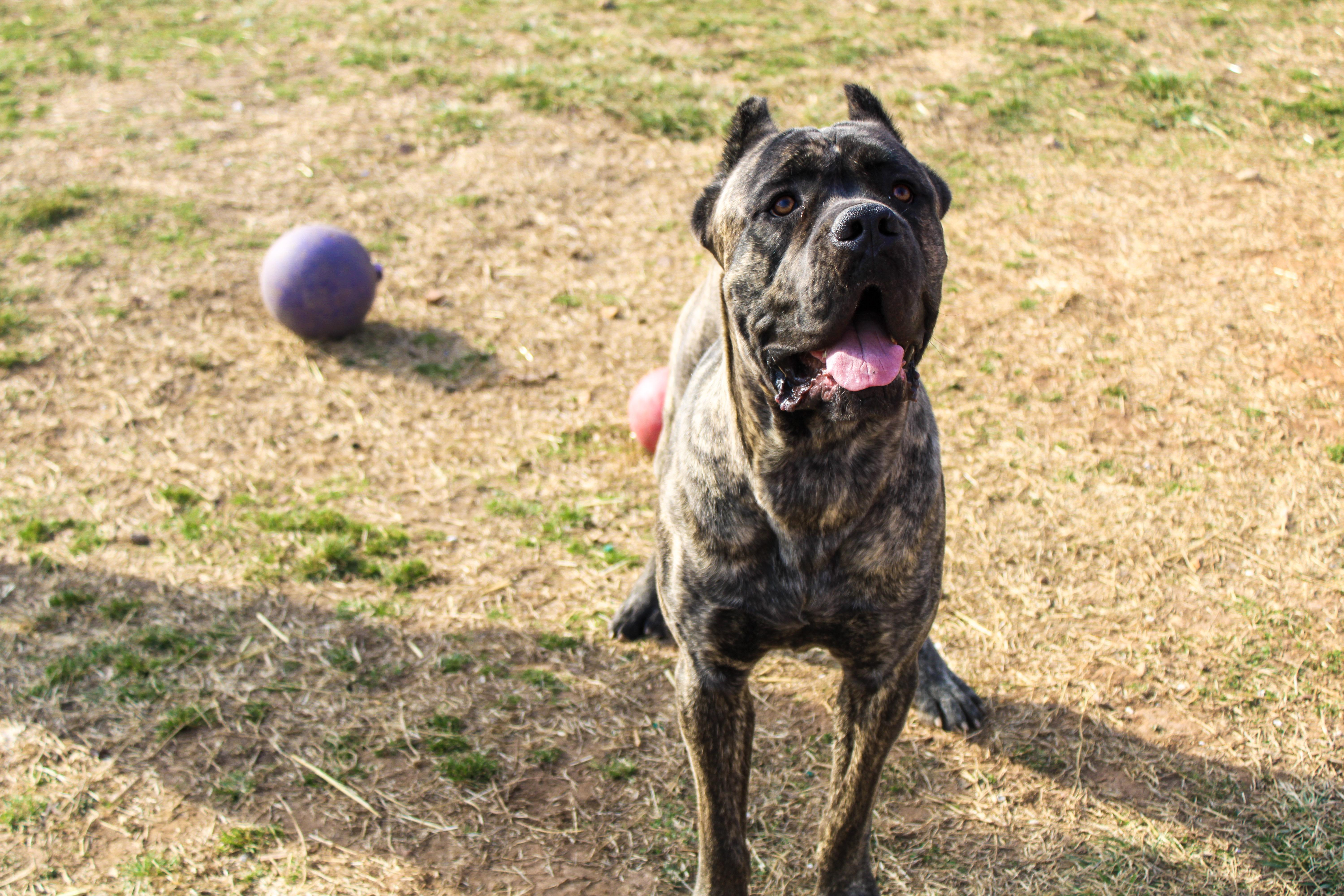 Maverick, ADOPTABLE, Adult Male Cane Corso.