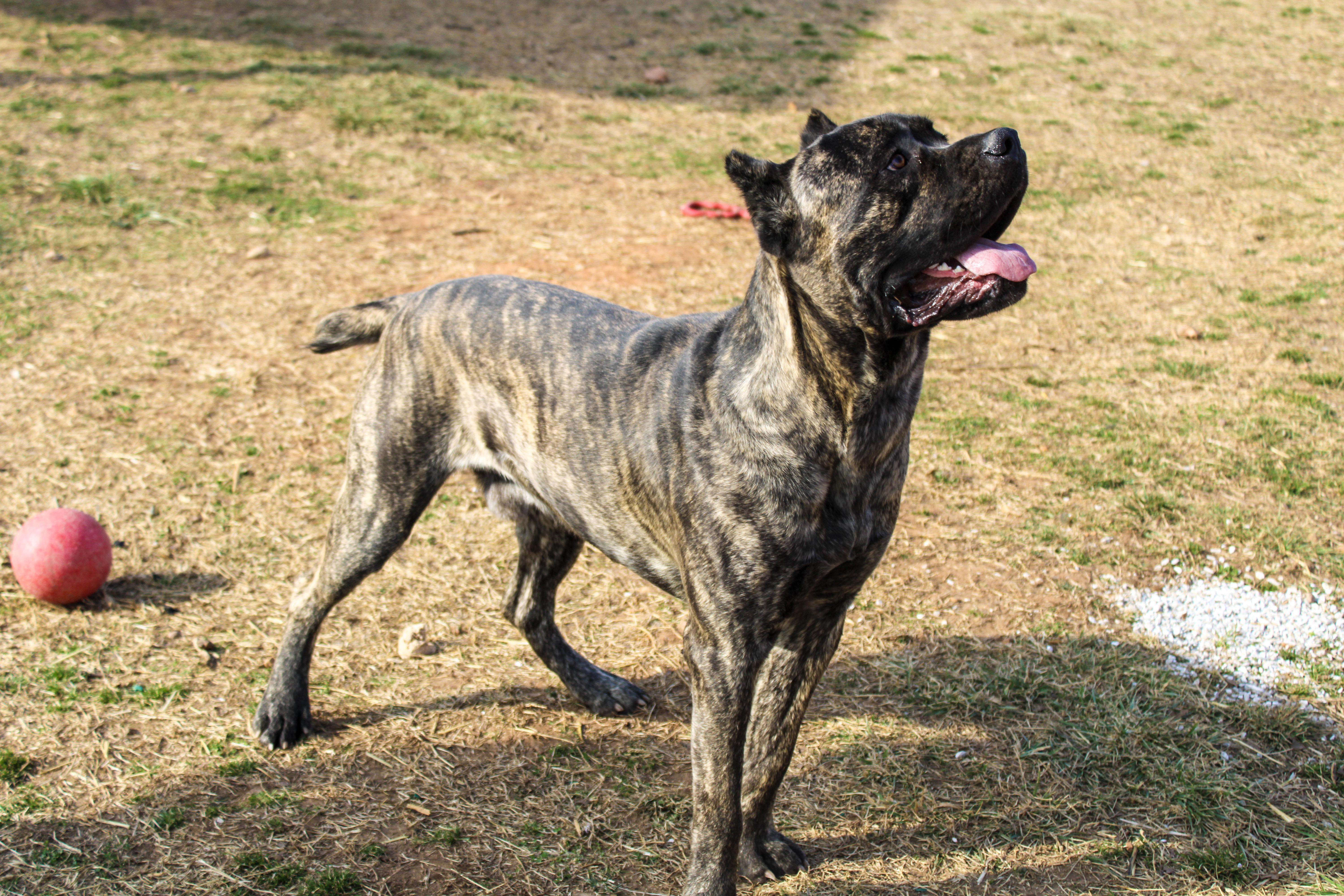 Enlarge Maverick, a ADOPTABLE Cane Corso in Neosho, MO image 2/2