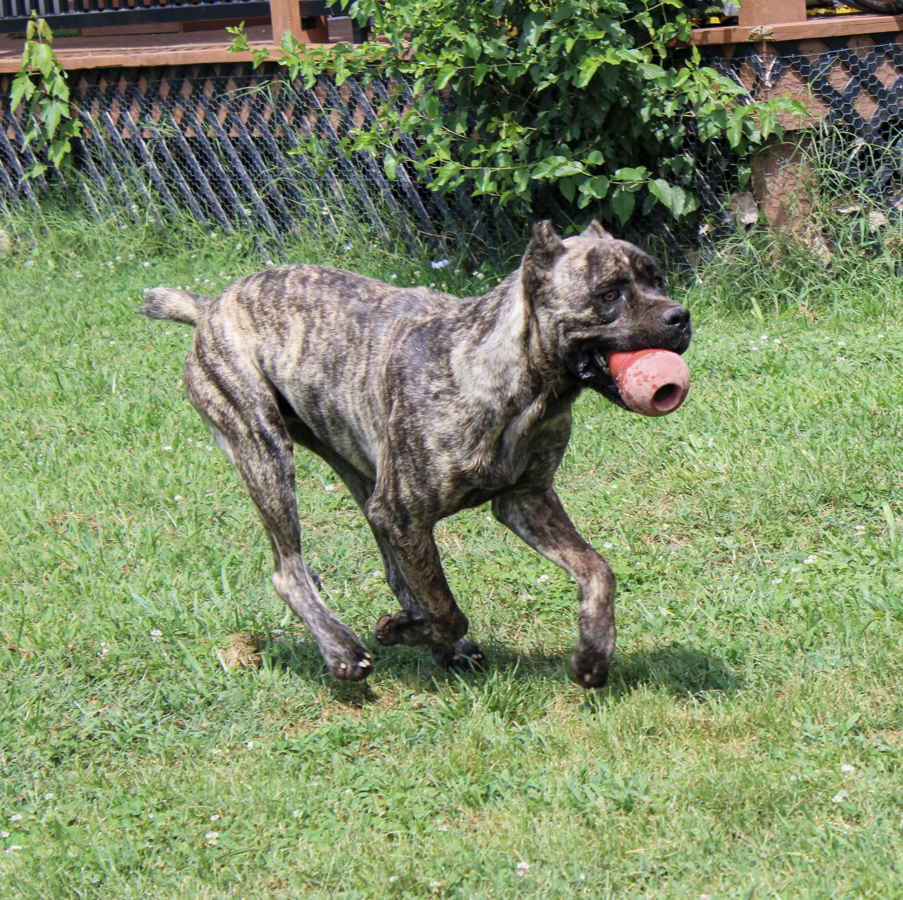 Enlarge Maverick, a Adoptable Cane Corso in Neosho, MO image 2/4