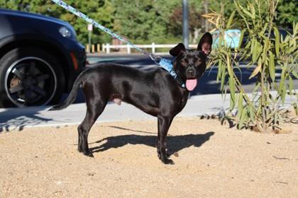 Enlarge Pogo, a Adoptable mixed breed in Pleasanton, CA image 2/3