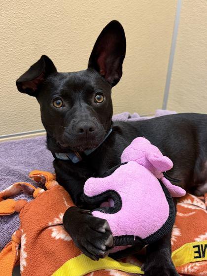 Pogo, Adoptable, Young Male Mixed Breed & Mixed Breed.