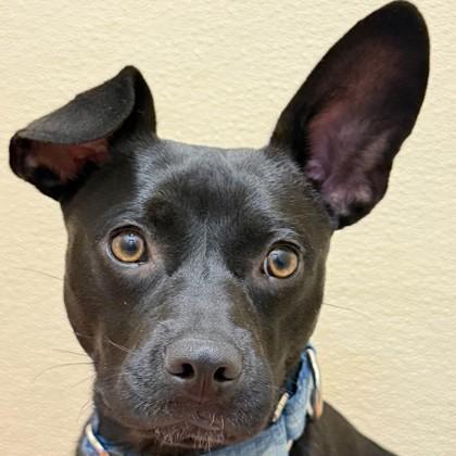 Pogo, a Adoptable mixed breed in Pleasanton, CA image 3/3