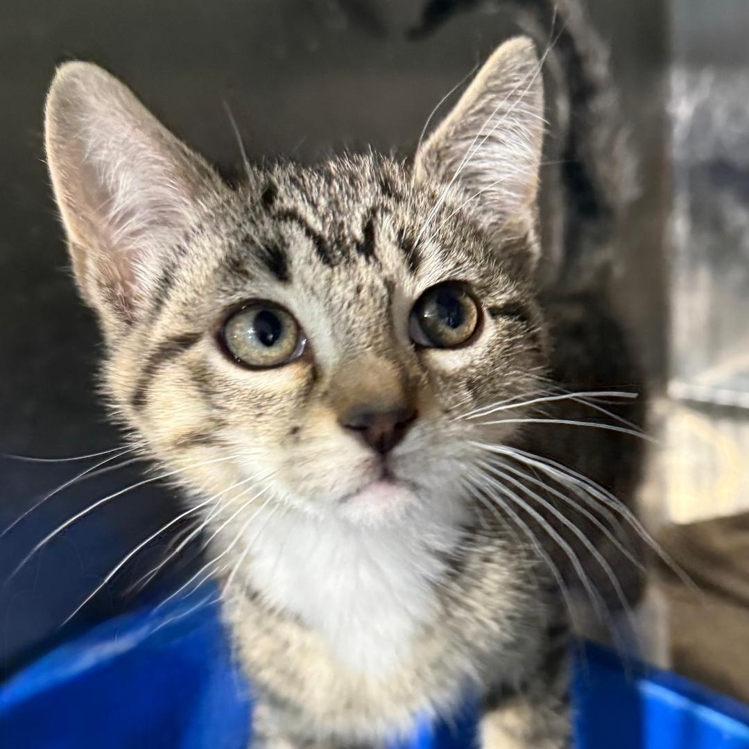GUNNER, ADOPTABLE, Kitten Male Domestic Short Hair.