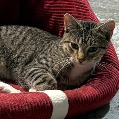 GUNNER, ADOPTABLE, Kitten Male Domestic Short Hair.