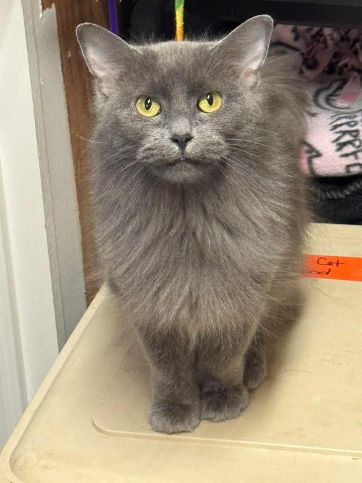 Enlarge Nonnie, a ADOPTABLE mixed breed in Ludington, MI image 1/1