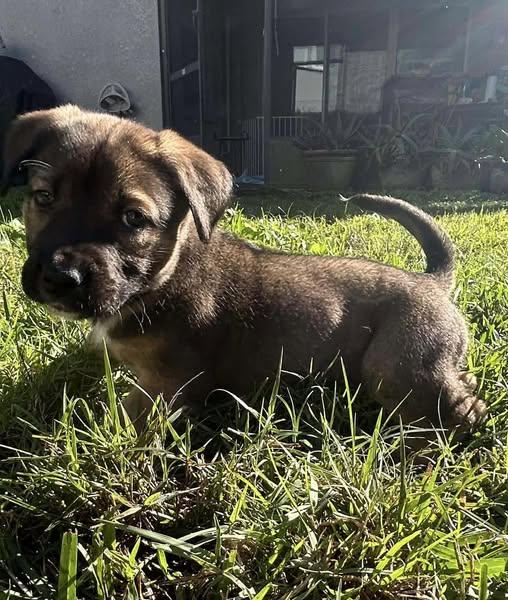 Lindie, ADOPTABLE, Puppy Female Shepherd.