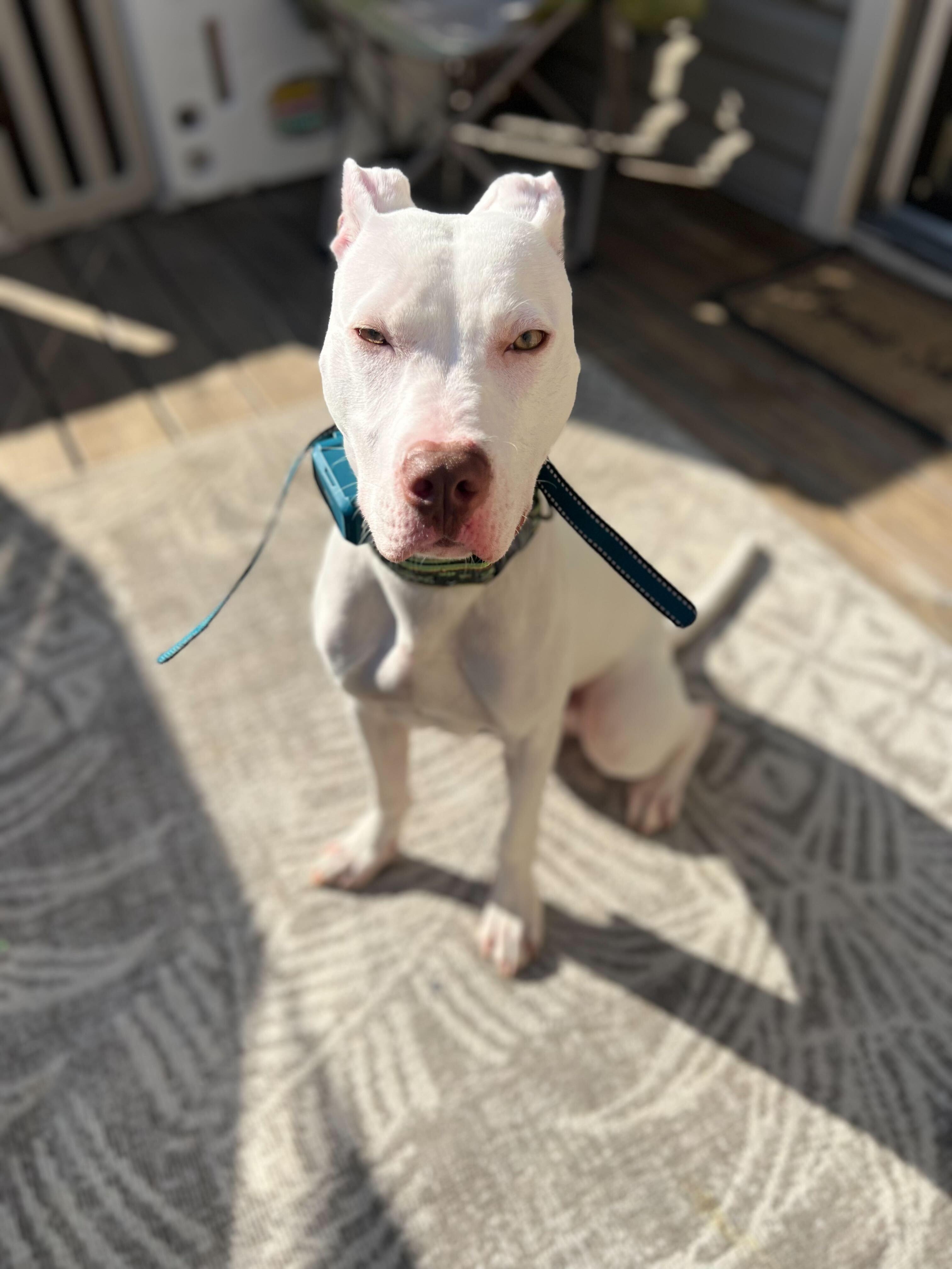 Goose (Courtesy Post), Adoptable, Young Male Pit Bull Terrier.