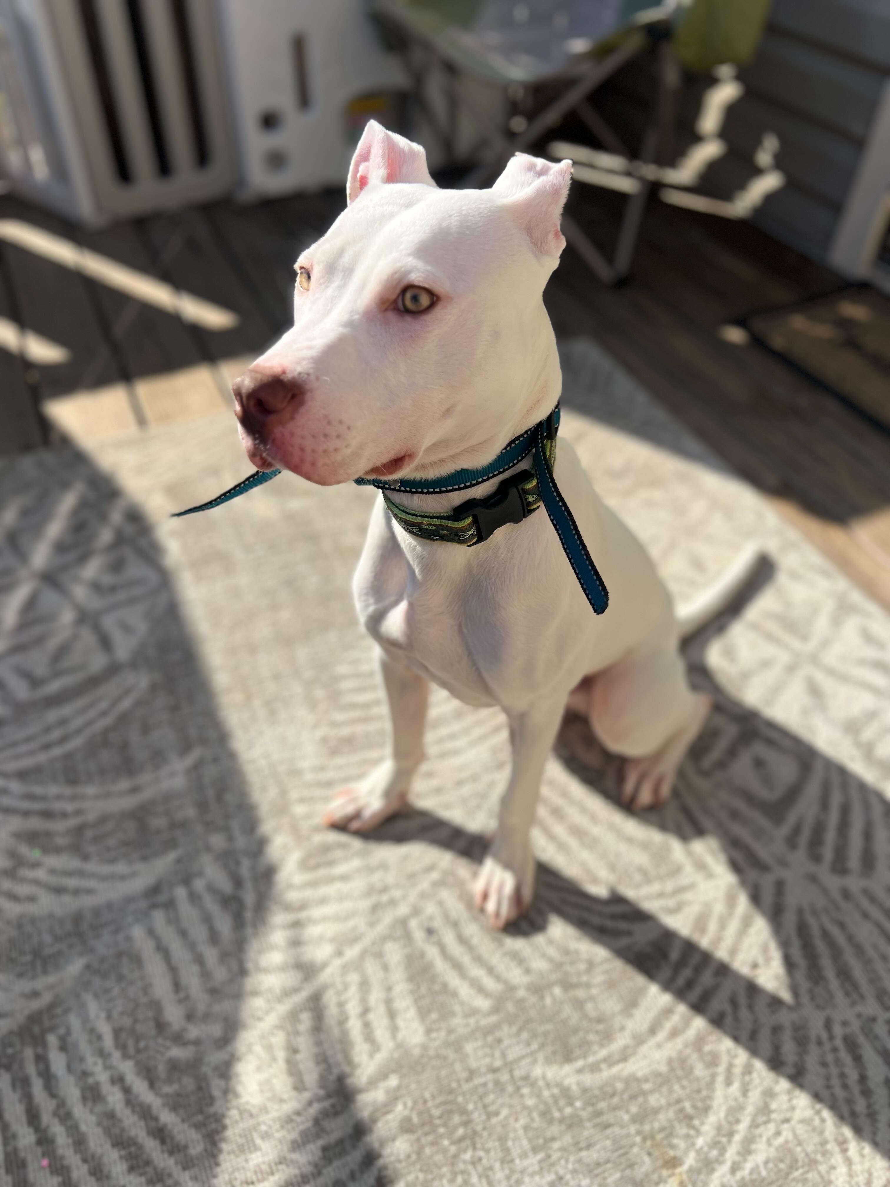 Enlarge Goose (Courtesy Post), a Adoptable mixed breed in Queenstown, MD image 2/2