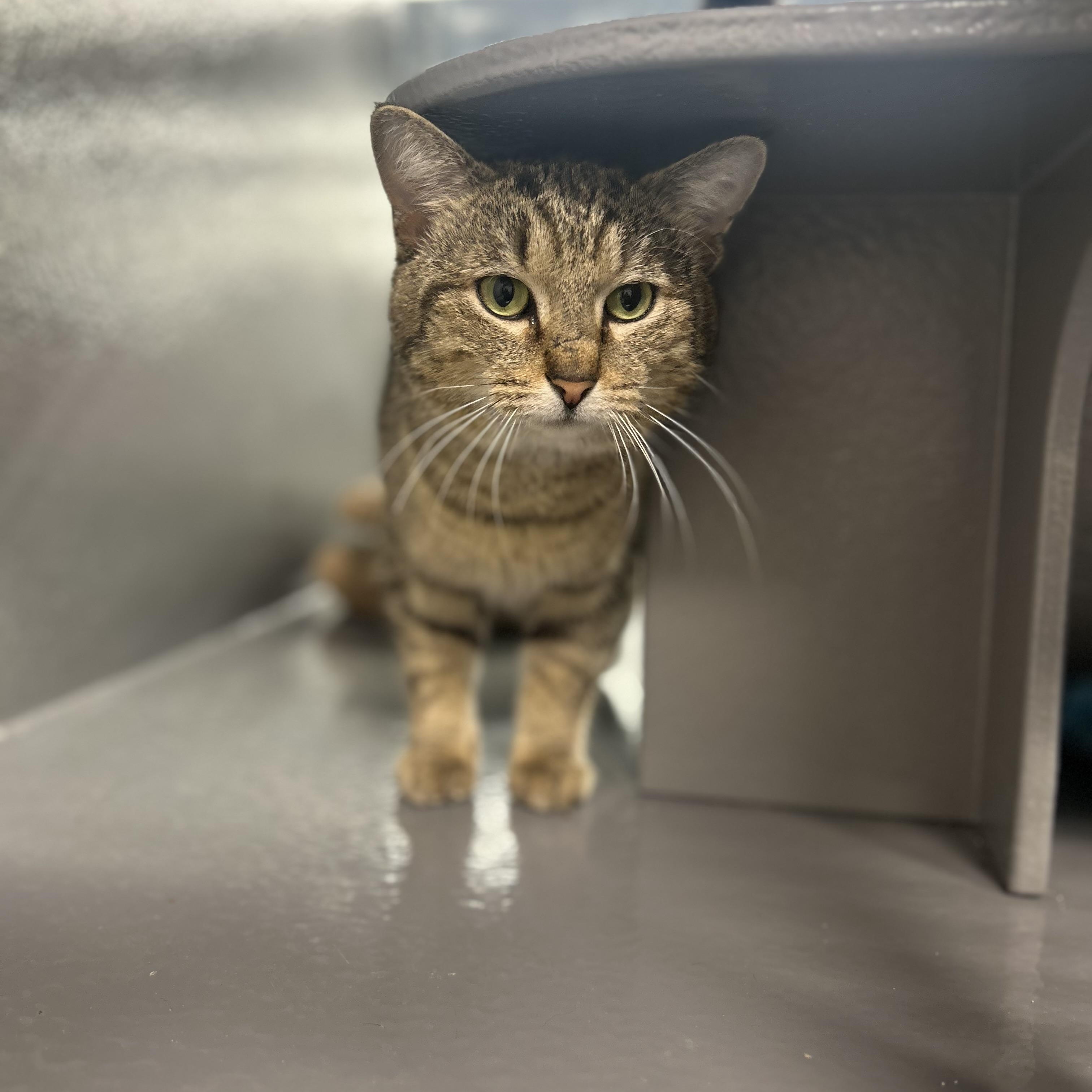 Asher, a ADOPTABLE Domestic Short Hair in Columbus , OH image 1/2