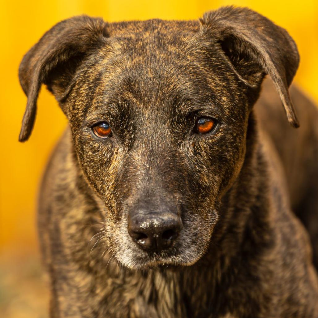 Chooch — thumbnail 2