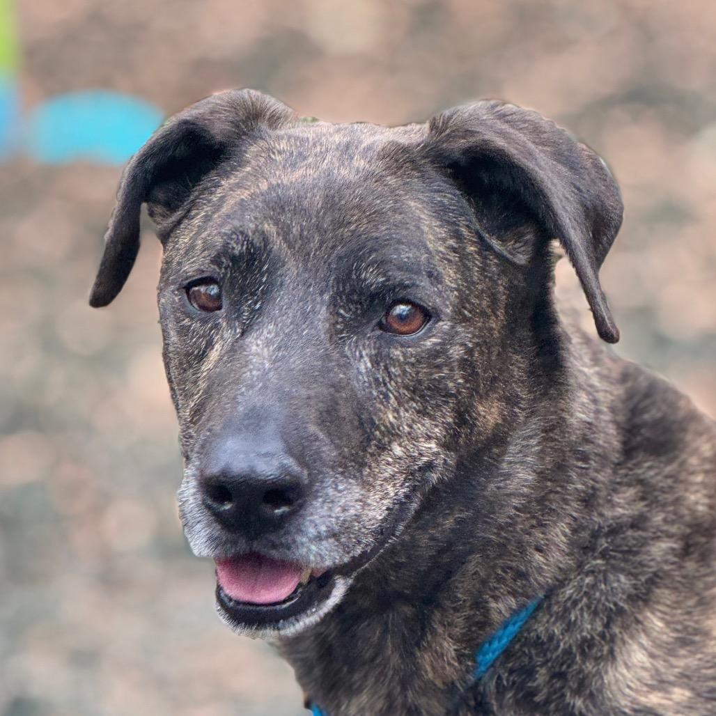 Chooch — thumbnail 4