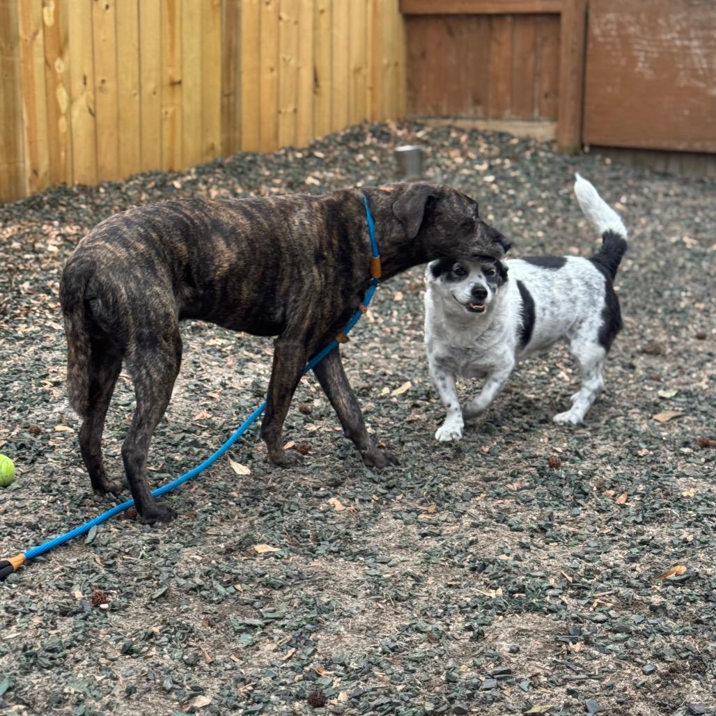 Chooch — thumbnail 5