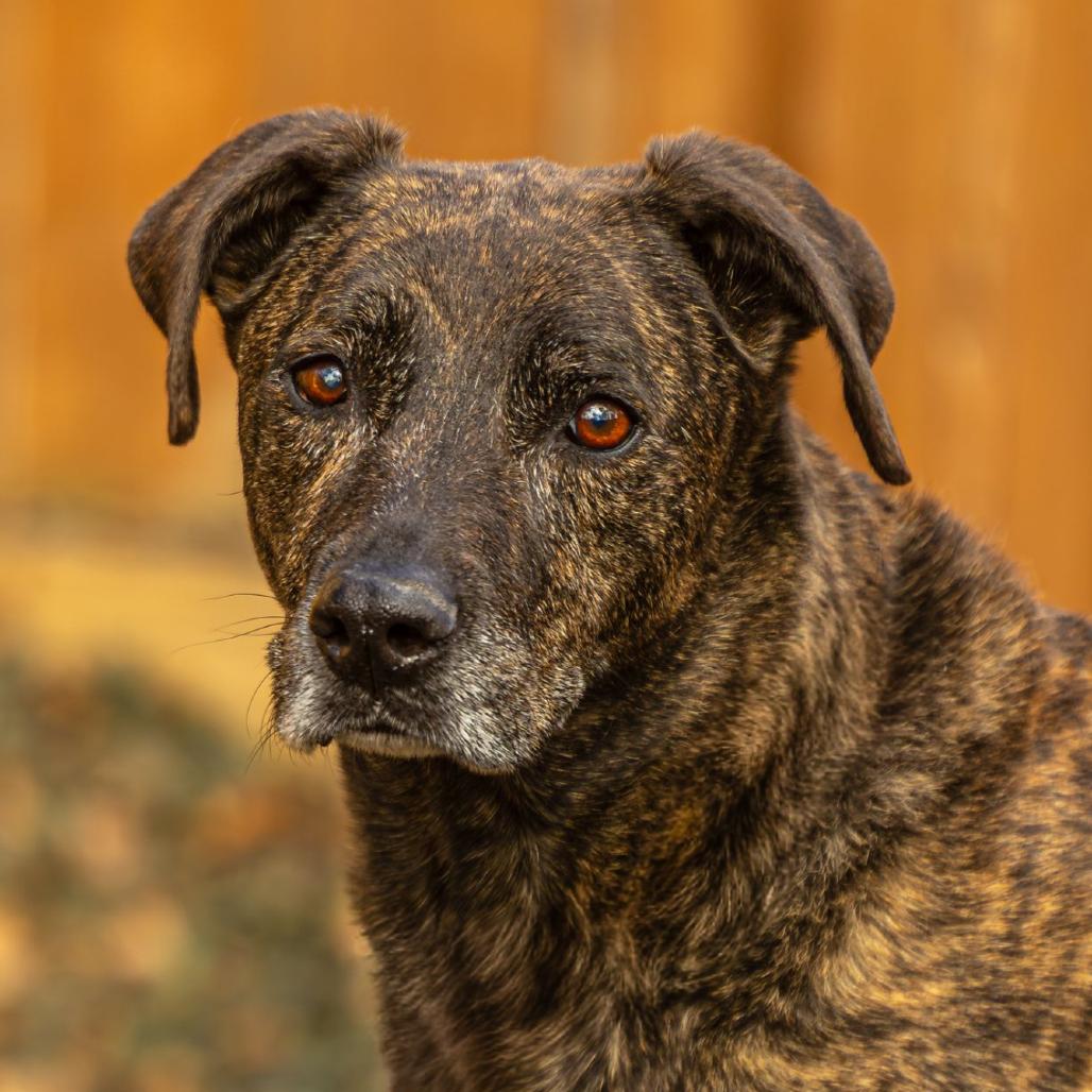 Chooch — thumbnail 6