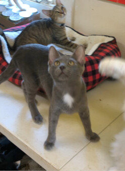 Enlarge VIVO!, a Adoptable mixed breed in Owensboro, KY image 1/10