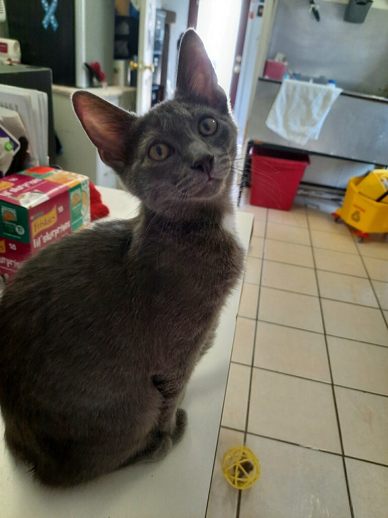 Enlarge VIVO!, a Adoptable mixed breed in Owensboro, KY image 2/10