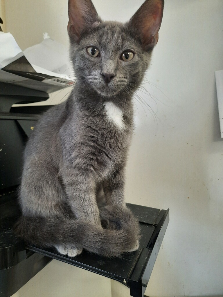 Enlarge VIVO!, a Adoptable mixed breed in Owensboro, KY image 3/10